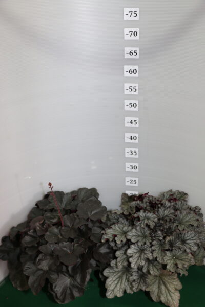 HEUCHERA VASO 14