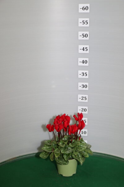 CICLAMINO MINI VASO 10