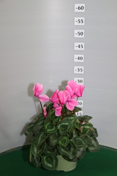 Ciclamino vaso 14