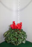 Ciclamino vaso 17 doppio bulbo