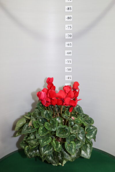 Ciclamino Vaso 17 doppio bulbo