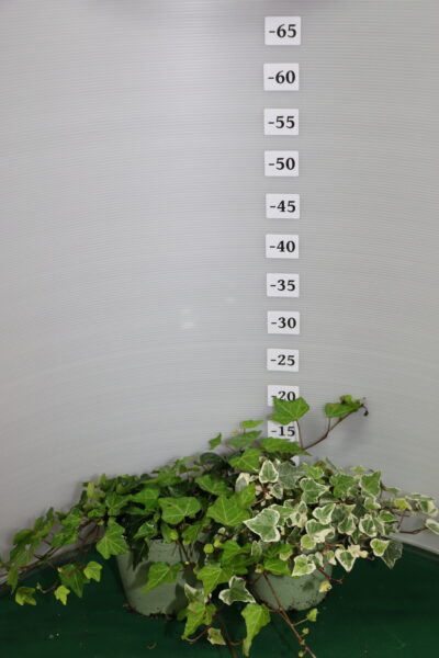 Hedera vaso 14