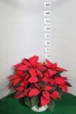 Poinsettia ciotola 19 tre piante Rosso