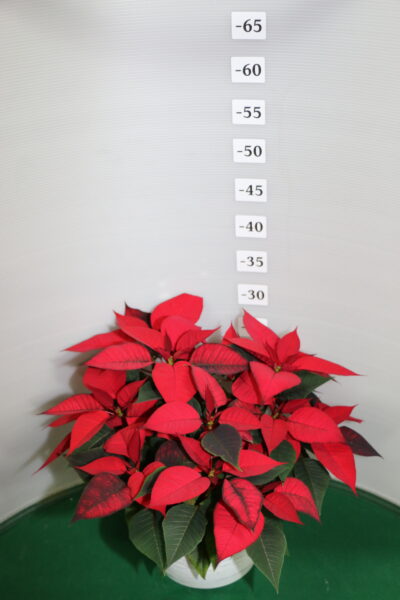 Stella di Natale Ciotola 19 tre piante Rosso