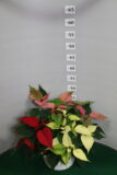 Poinsettia ciotola 19 tre piante Tricolor