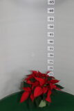 Poinsettia vaso 10 multiflora Rosso