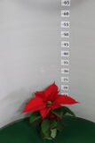 Poinsettia vaso 10 uniflora Rosso
