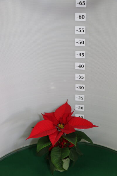 STELLA DI NATALE VASO 10 UNIFLORA ROSSO