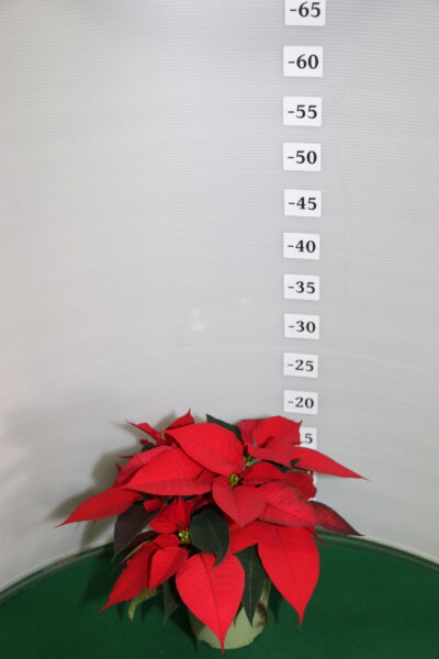 STELLA DI NATALE VASO 12 ROSSO