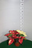 Poinsettia vaso 12 Glitter