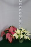 Poinsettia vaso 12 Rosa, Bianco