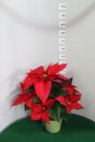 Poinsettia vaso 14 Uniflora Rosso