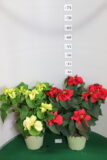 Poinsettia vaso 14 Winter Rose Bianco e Rosso poca disponibilità
