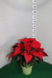 Poinsettia vaso 14 Rosso