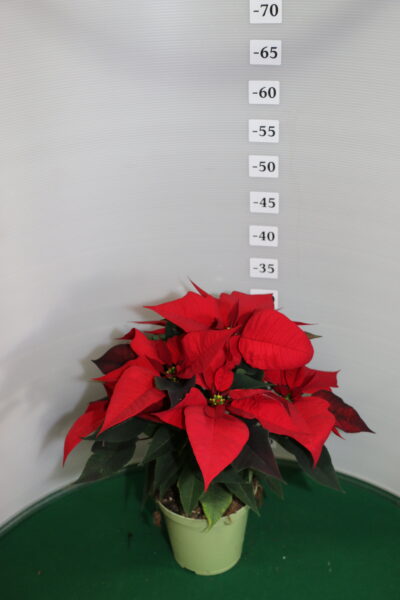 STELLA DI NATALE VASO 14 ROSSO
