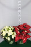 Poinsettia vaso 14 Bianco e Glitter