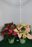 Poinsettia vaso 14 Rosa e Marble