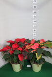 Poinsettia vaso 14 Sky Star e Fantasy