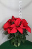 Poinsettia vaso 16 Rosso