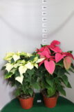 Poinsettia vaso 16 Bianco e Rosa