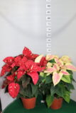 Poinsettia vaso 16 Glitter e Marble