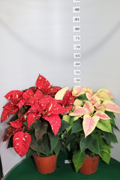 STELLA DI NATALE VASO 16 GLITTER E MARBLE