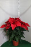 Poinsettia vaso 17 Rosso