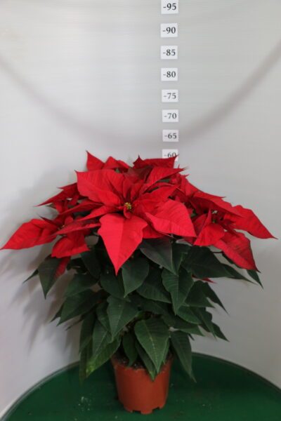 STELLA DI NATALE VASO 17 ROSSO