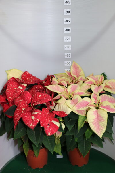 STELLA DI NATALE VASO 17 GLITTER E MARBLE