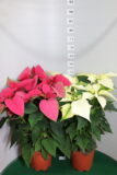 Poinsettia vaso 17  Rosa e Bianco