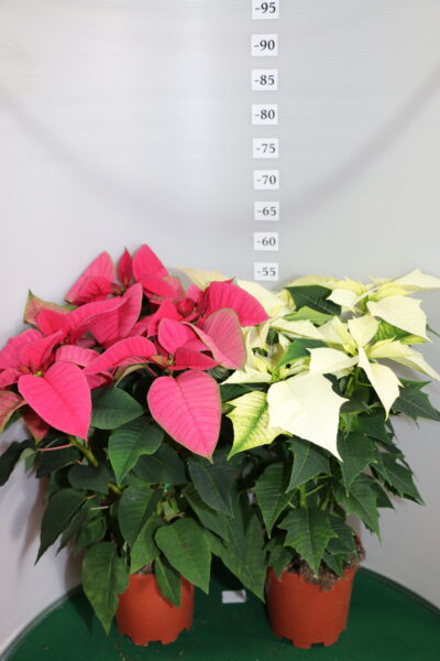 STELLA DI NATALE VASO 17 ROSA E BIANCO