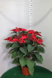 Poinsettia vaso 17 Sky Star
