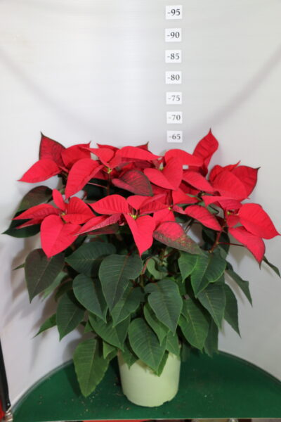 STELLA DI NATALE VASO 19 DUE PIANTE ROSSO