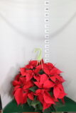 Poinsettia ciotola 23 tre piante Rosso