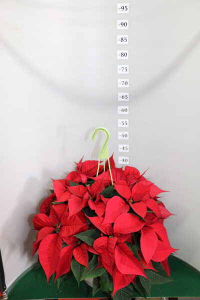 STELLA DI NATALE CIOTOLA 23 TRE PIANTE ROSSO