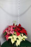 Poinsettia ciotola 23 tre piante Tricolore