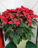 Poinsettia vaso 30 quattro piante Rosso