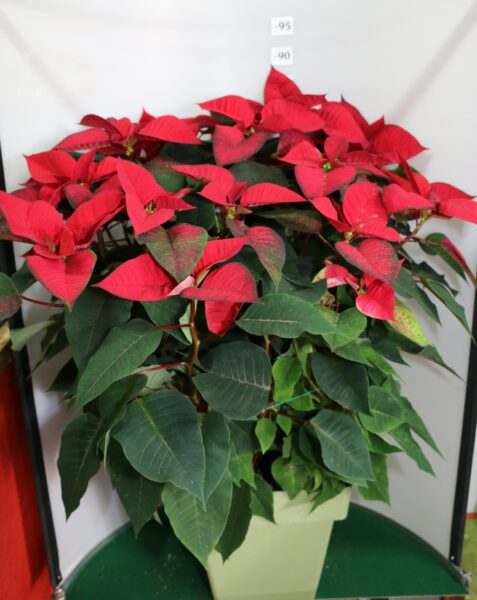 STELLA DI NATALE VASO 30 QUATTRO PIANTE ROSSO