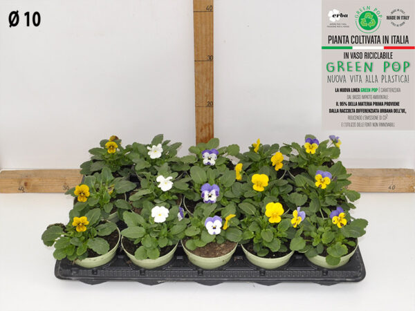 Viola vaso 10 Cornutina mix Colori