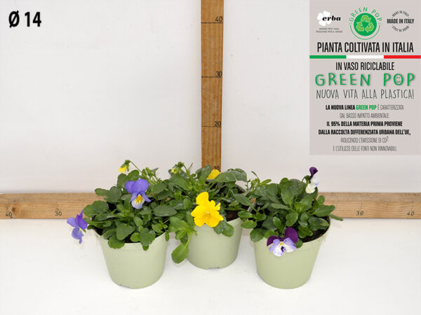Viola vaso 14 ricadente mix Colori