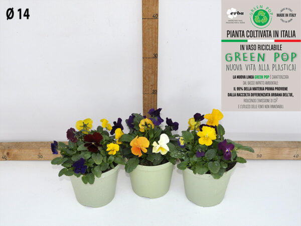 Viola vaso 14 Trixi