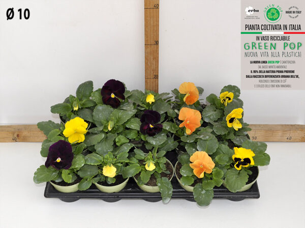 Viola vaso 10 mix Colori