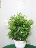 DIPLADENIA IN BASKET 25