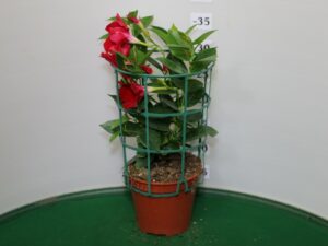 DIPLADENIA VASO 14