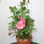 ROSA DELBARD VASO 22 ROSA DEI PITTORI