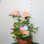 ROSA DELBARD VASO 22 ROSA DEI PITTORI