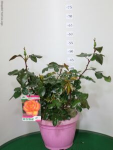 ROSA VASO 25 NIRP PROFUMATISSIMA