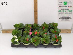 BEGONIA VASO 10