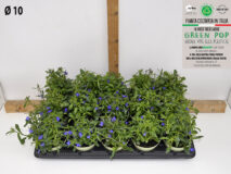 LOBELIA VASO 10