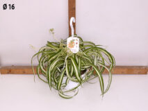 CHLOROPHYTUM BONNIE BASKET 16